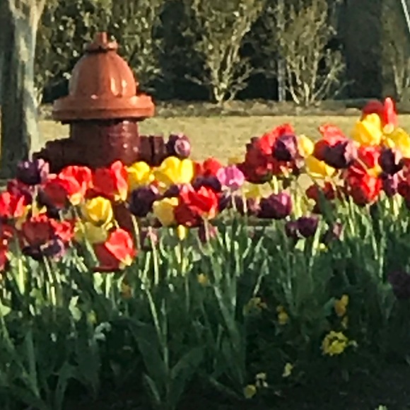 Profile Picture of Tracy Knight (@mojomei) on Poshmark