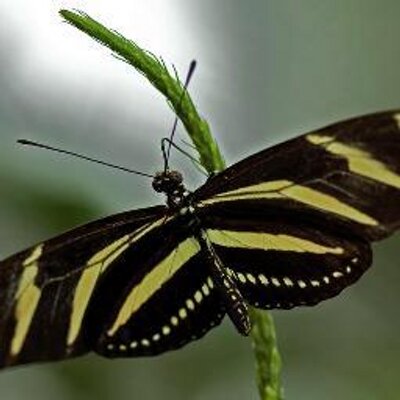 Profile Picture of James Caraway (@Jaking1998) on Twitter