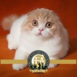 Profile Picture of Scottishfold​ Persian​ Exotic (@krungsiamcat) on Instagram