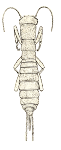 Profile Picture of Grylloblatta campodeiformison Wikipedia