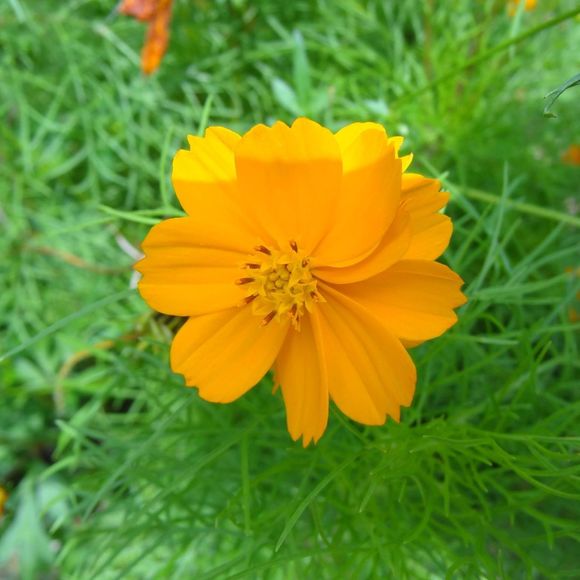 Profile Picture of Kerri Gsell (@weebs74togo) on Poshmark