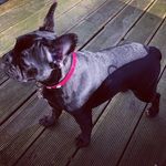 Profile Picture of Guiseppe - Trindle Beauty (@the_frenchie_guiseppe) on Instagram