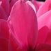 Profile Picture of Melissa Claycomb (@melissabusby) on Pinterest