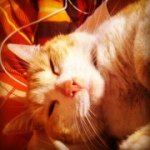 Rocio Constanza' - Instagram Profile Picture of Rocio Constanza' (@catjoesita) on Instagram