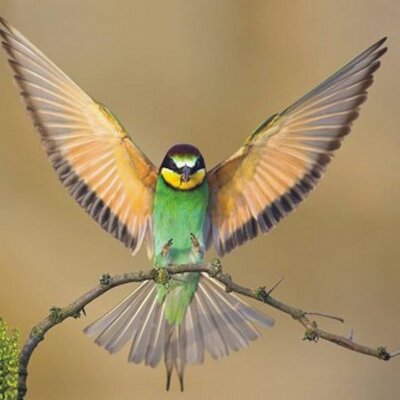 Profile Picture of Nancy Boyd (@@nancybo1) on Twitter