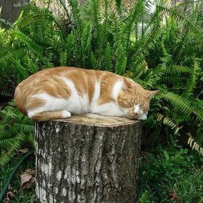 Profile Picture of Ann Marshall Carlson (@Taximama) on Twitter
