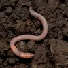 Profile Picture of earthworm.Sally info (@joseph.haller1980) on Tiktok