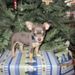 Profile Picture of Robin Chasse (@robinchasse) on Pinterest