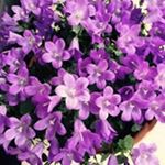 Profile Picture of Michiko Takeda (@michiko7876) on Instagram