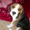 Profile Picture of Buddy Beagle (@@buddy_beagle_buddy) on Tiktok