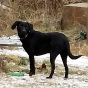 Profile Picture of Dawn Canfield (@dawncanfield6455) on Youtube