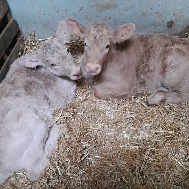 Profile Picture of Conor Hardy (@@conorhardy1) on Tiktok