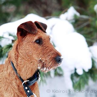 Profile Picture of KinCara Irish Terriers (@kincara.irishterriers) on Facebook