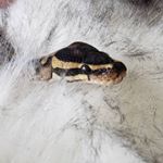 Profile Picture of Steve Kidwell (@s.ssteve) on Instagram