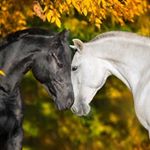 Profile Picture of Diane Andrews (@dandrews98thediva) on Instagram