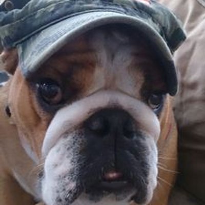 Profile Picture of Bryan Schut (@TheMadBulldog) on Twitter