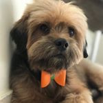 Profile Picture of Pybis P. C. Alves (@pybis_dog) on Instagram