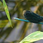 Profile Picture of Smeaton (@smeatonjasons2) on Instagram