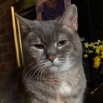 Profile Picture of Hans, Fritz, Abby, & Rudy (@ziegler.pets) on Instagram