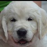 Profile Picture of Melissa Pruitt (@montanaenglishgoldenretrievers) on Instagram