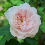 Profile Picture of Corey Steagall (@photojournal_csteag) on Instagram