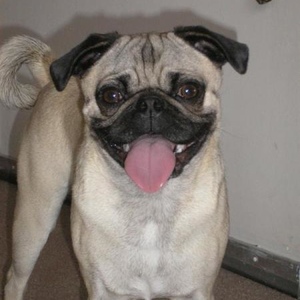 Profile Picture of James Kirk (@pugs_on_star_trek) on Myspace