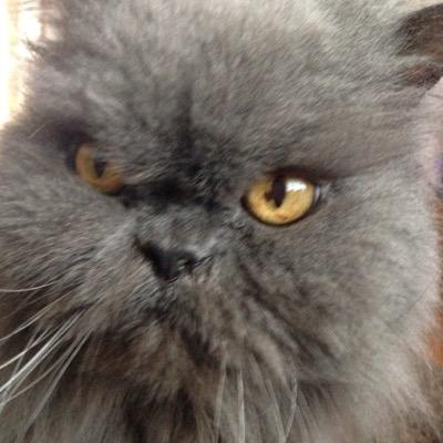 Profile Picture of Joanne Birchall (@907677de3d4a44e) on Twitter