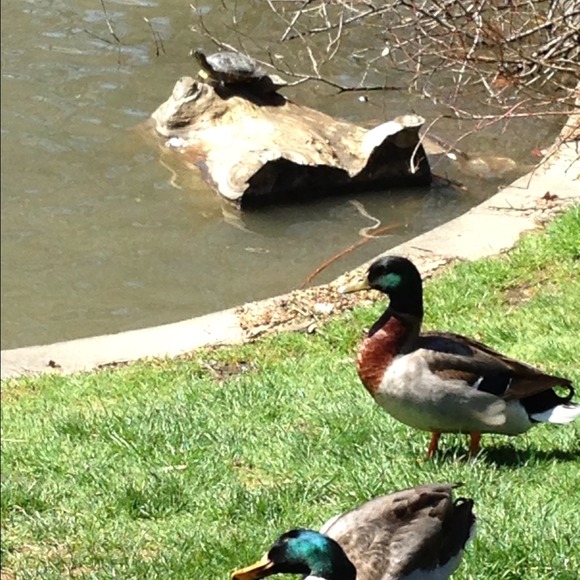 Profile Picture of Makenzie Pfirman (@makenziepfirman) on Poshmark