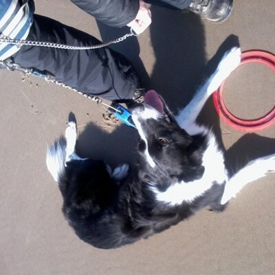 Profile Picture of Robert Buchan-Terrey (@RobertArthurBT) on Twitter