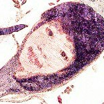 Profile Picture of Sebastian Choe (@chldbtkd1234) on Instagram