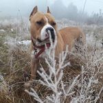 Profile Picture of AMERIČKI STAFORD (@amstaff_rajewosa) on Instagram