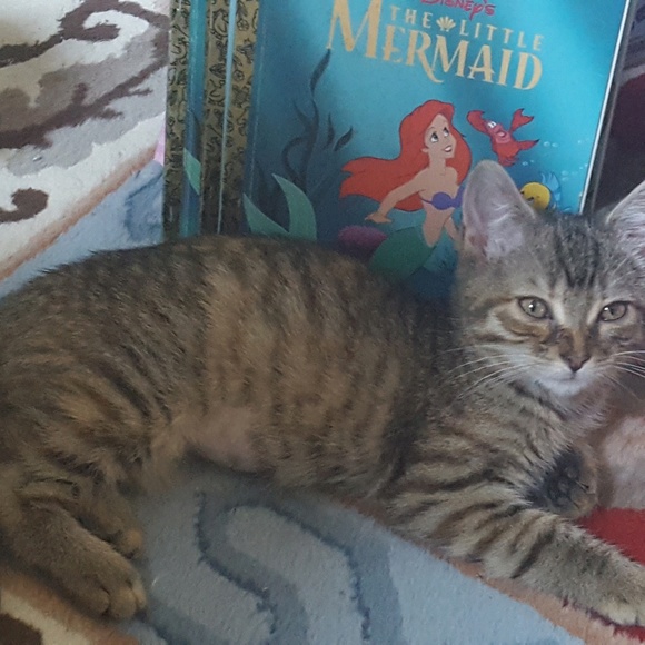 Profile Picture of Mata Korakis (@callies_flair) on Poshmark