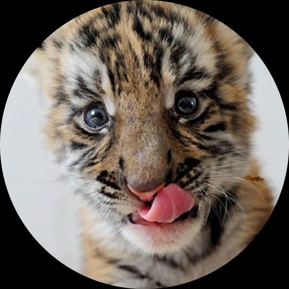 Profile Picture of Skyler Garrett (@tigor) on Poshmark