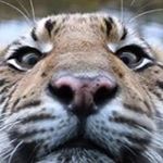 Profile Picture of Javier Higareda (@jhigaredab) on Instagram