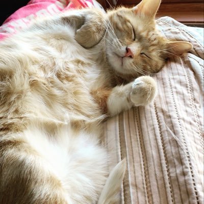 Profile Picture of Kennedy Shea (@KennedyShea6) on Twitter