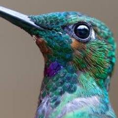 Profile Picture of JanetMichels (@MichelsJanet) on Twitter