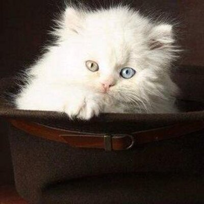 Profile Picture of Heidi McCloskey (@princessho25) on Twitter