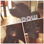 Profile Picture of Jesse Caruso (@jesse_caruso) on Instagram