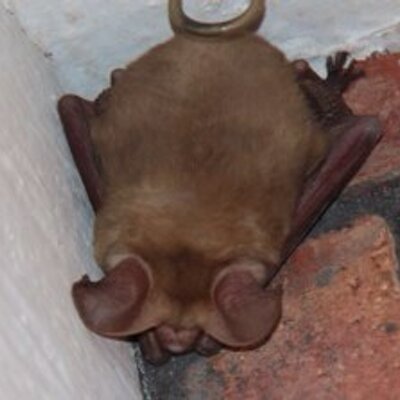 Profile Picture of Julie Cone (@432grandma) on Twitter