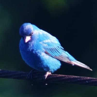 Profile Picture of Ronald Benjamin (@AnIndigoBunting) on Twitter