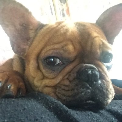 Profile Picture of Carsten Pedersen (@Carsten35904866) on Twitter