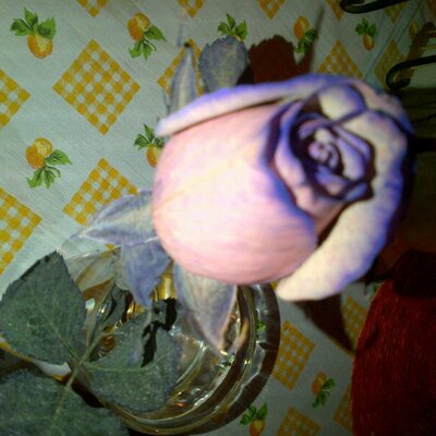 Profile Picture of Danielamich Garcia R (@danimich_r) on Twitter