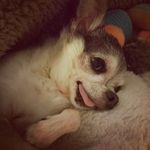 Profile Picture of Dougal Cormac (@the.dougal.dog) on Instagram