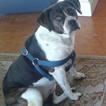 Joey Templeton - Instagram Profile Picture of Joey Templeton (@teramyjo) on Instagram