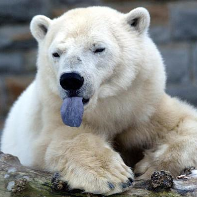 Profile Picture of David Agosta (@davidagosta) on Twitter