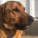 Profile Picture of Aline Boucher (@winston_and_aline) on Instagram