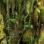 Profile Picture of hornblasters (@hornblasterst) on Instagram