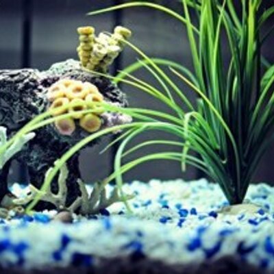 Profile Picture of Shae Thomas (@shaeleighthomas) on Twitter