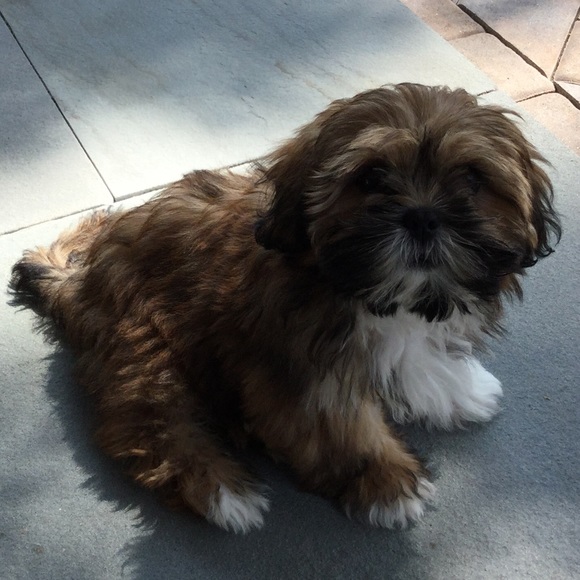 Profile Picture of Debbie Pekarik (@debbie8585) on Poshmark