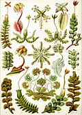 Profile Picture of Marchantiophytaon Wikipedia